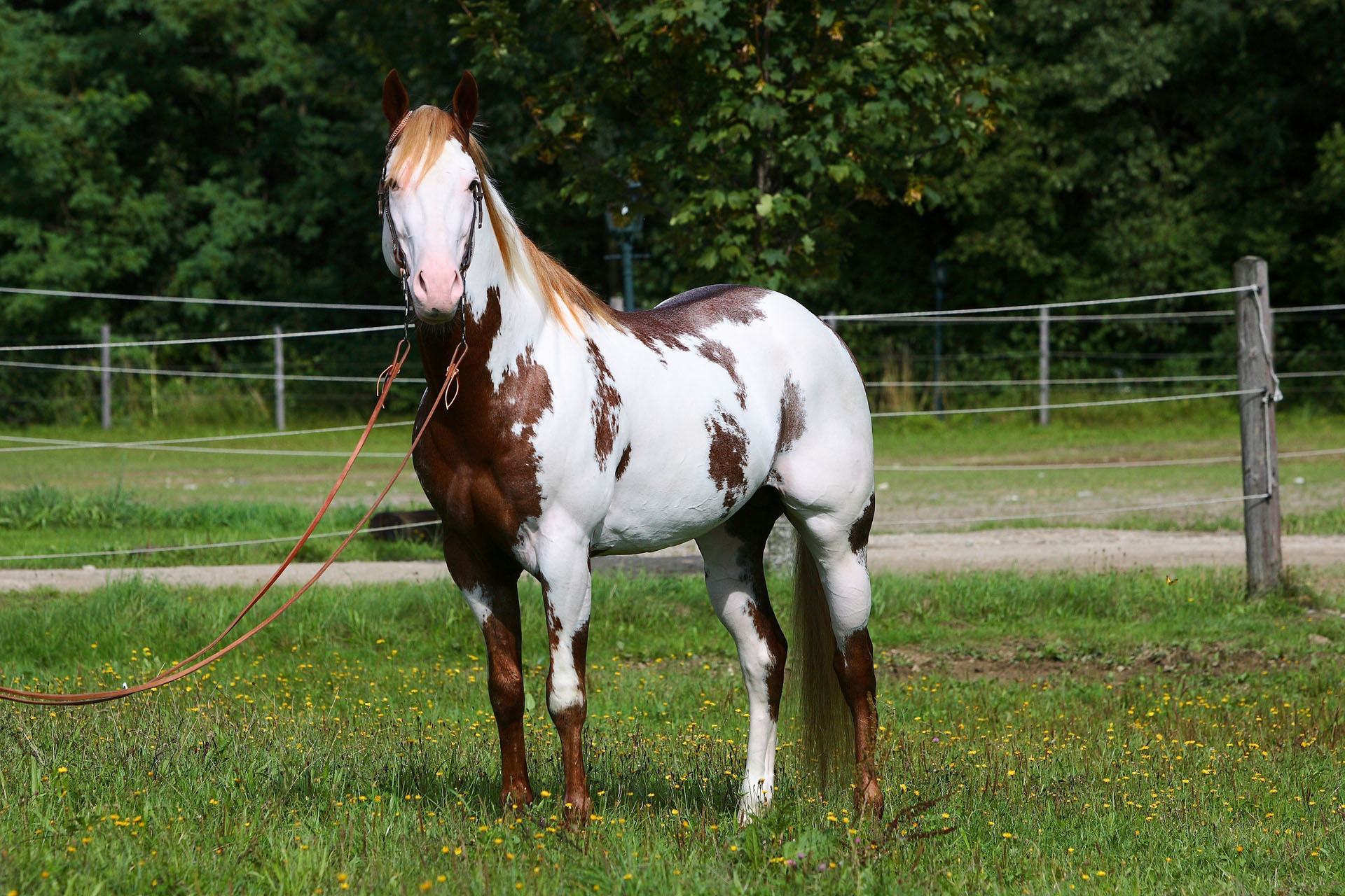 Pferde u. Tiere Hirschbichlers